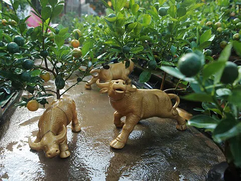 “Trâu vàng cõng quất trên lưng” chờ “xuất xưởng” đón Tết Tân Sửu 2021