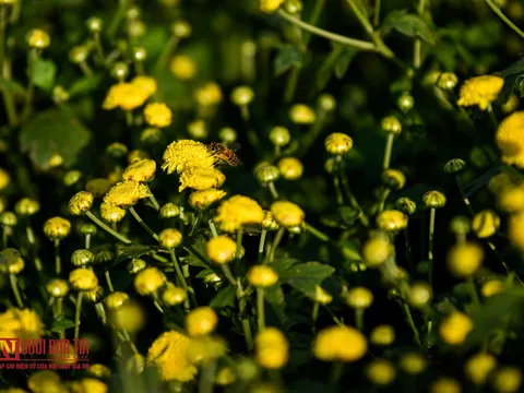 Ngắm cánh đồng cúc tiến vua nở rộ