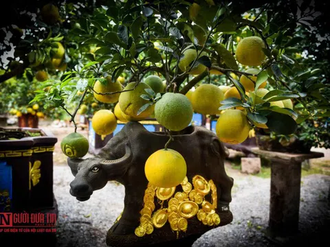 Độc đáo trâu "cõng" bưởi giá chục triệu đồng đón Tết Tân Sửu