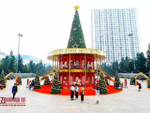 Hà Nội: Hàng loạt cây thông "khổng lồ" trên phố