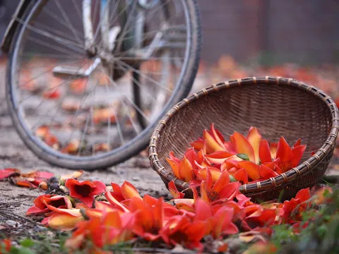 Những mùa hoa ngập tràn cảm xúc ở Hà Nội