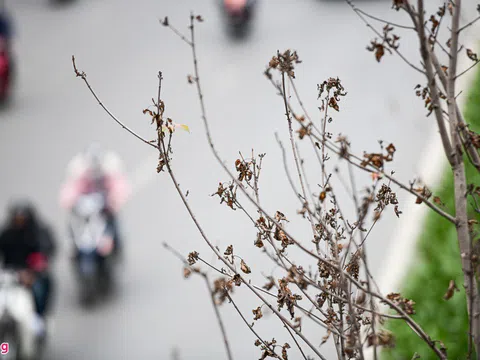 Cây sưa, phong lá đỏ ở Hà Nội héo khô