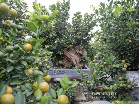 Cực phẩm quất ghép gỗ lũa giá ngàn đô thu hút giới nhà giàu chơi Tết Tân Sửu 2021