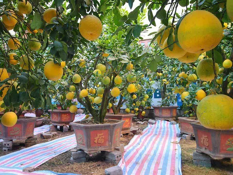 Đại gia chi trăm triệu đặt cây bưởi cảnh trước hai tháng để giữ hàng