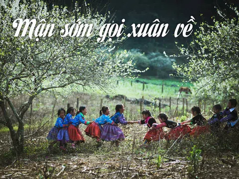 Mận sớm gọi xuân về