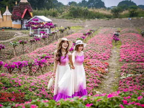 Hà Nội: Ngỡ ngàng cánh đồng hoa ngọc thảo đẹp như cổ tích