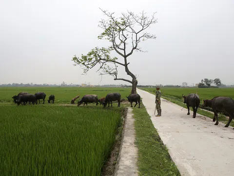 Bức tranh đồng quê xanh ngắt ở ngoại thành Hà Nội