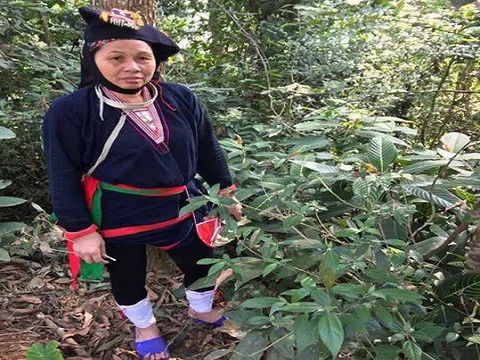 Loại dây 'Vương Tôn trong truyền thuyết' chế biến thành cao cứu người bị xương khớp