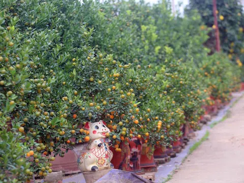 Hà Nội: Những vườn quất Tứ Liên tiền tỷ nhộn nhịp trước Tết