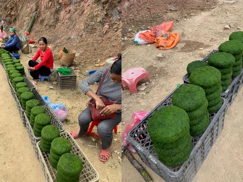 Đặc sản trời cho mọc trên đá ở Tây Bắc