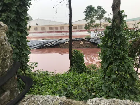 Tiền Hải (Thái Bình): Trang trại lợn bức tử môi trường