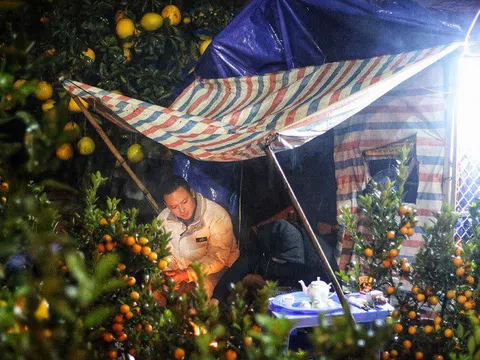 Người dân dựng lều, thức trắng đêm trông đào, quất trong tiết trời mưa lạnh