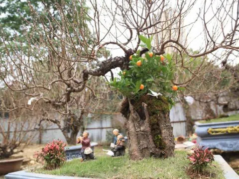 Đào cổ thụ giá trăm triệu ra phố chờ đại gia "rước" về nhà chơi Tết