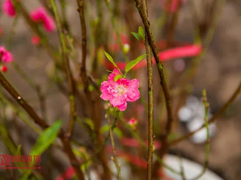 Đào tết xuống phố sớm, phục vụ Tết Nguyên đán
