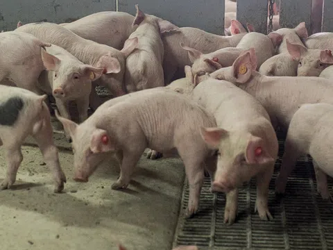 Tổ chức sức khỏe động vật toàn cầu OIE: Tuyên bố hết dịch tả lợn châu Phi tại Bỉ