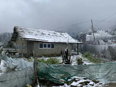 Lào Cai đổ tuyết trắng gây thiệt hại nặng nề