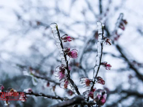 Nhiệt độ dưới 0 độ C, Y Tý chìm trong băng tuyết