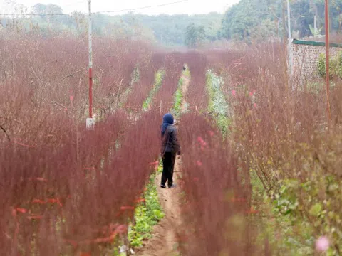 Hà Nội: Rét kỷ lục, nông dân Nhật Tân lo ủ ấm cho đào kịp phục vụ Tết Nguyên đán