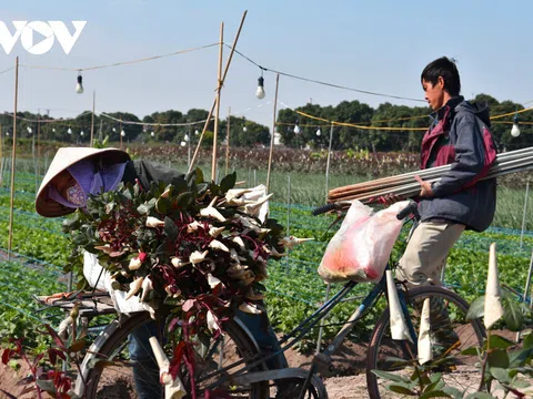 Vùng hoa Mê Linh tất bật vào vụ hoa Tết Tân Sửu