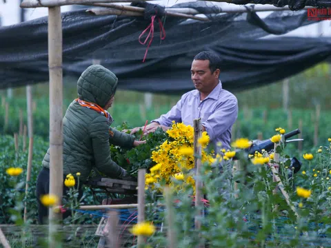 Làng hoa lớn nhất Hà Nội những ngày cận Tết thế nào?