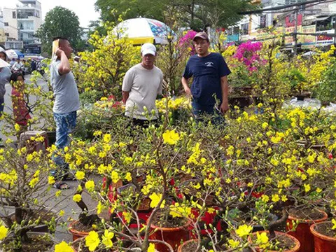 Chợ mai vàng - nét đặc trưng miền Tây