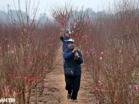 Hoa nở rực rỡ ở vườn đào Nhật Tân