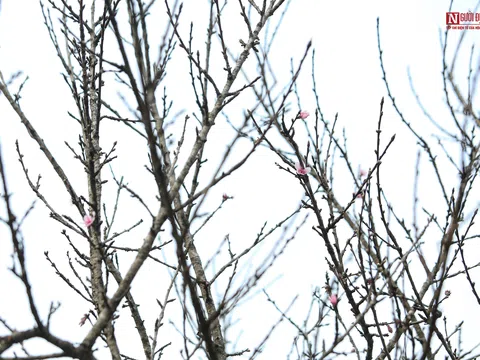 Đào dán tem đầu tiên ở Sơn La “đổ bộ” Hà Nội với giá hơn 10 triệu