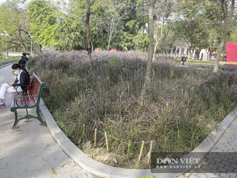Vườn cỏ lau tím bên hồ Hoàn Kiếm tan hoang chỉ sau 3 tháng hoàn thiện