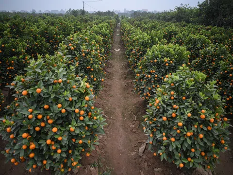 Tất bật bán quất cảnh dịp Tết