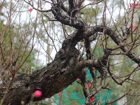 Cận cảnh gốc đào rừng nặng 1 tấn tại Hà Nội