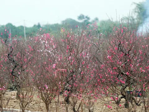 Nông dân trồng đào Nhật Tân "đứng ngồi không yên" khi dịch COVID-19 bất ngờ bùng phát mạnh
