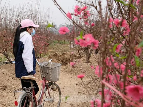 Người dân trồng đào Hải Dương "điêu đứng" vì nguy cơ lỗ nặng