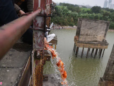 Thả cá chép ngày ông Công ông Táo thế nào cho đúng?