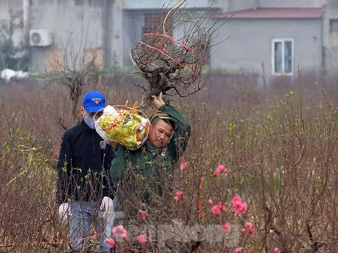 Giữa dịch COVID-19, UBND TP.Hải Dương lên tiếng làm ấm lòng bà con trồng đào Tết