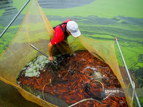 Cá chép đỏ cúng ông Công ông Táo ế, người dân buồn rầu tính phóng sinh