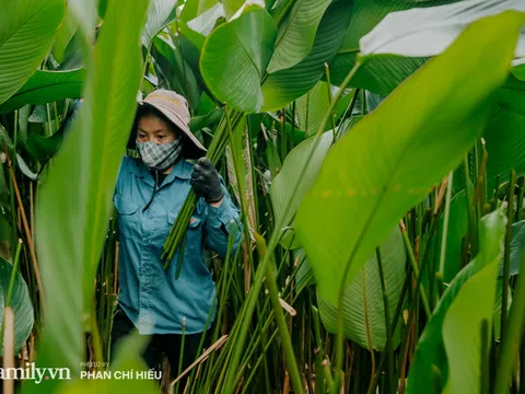 Cận Tết "thủ phủ" lá dong lớn nhất đất Bắc vào mùa thu hoạch