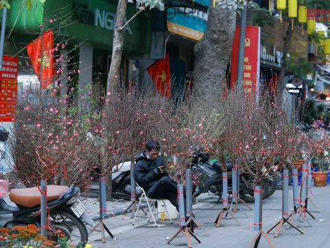 Chợ hoa Tết Tân Sửu vắng bóng người mua