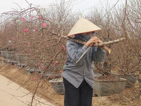 Tiểu thương Nhật Tân bán tháo đào quất “chạy” Tết, “chạy” Covid-19