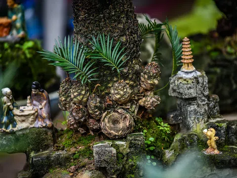 Độc đáo thú chơi vạn tuế mini bám đá dịp Tết Nguyên đán