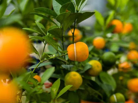 Quất hồ lô độc đáo, “cháy hàng” dịp Tết