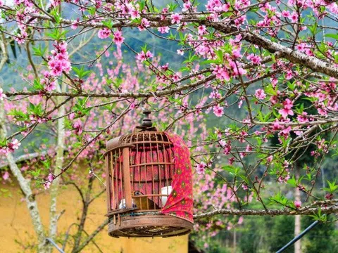 Trải nghiệm một mùa xuân thật đẹp, thật nồng nàn nơi cao nguyên đá Hà Giang