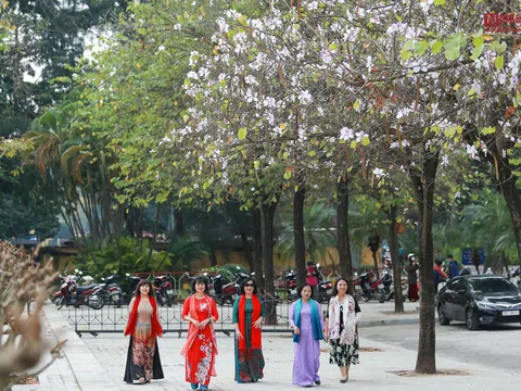 Ngỡ ngàng con đường hoa ban giữa lòng thủ đô