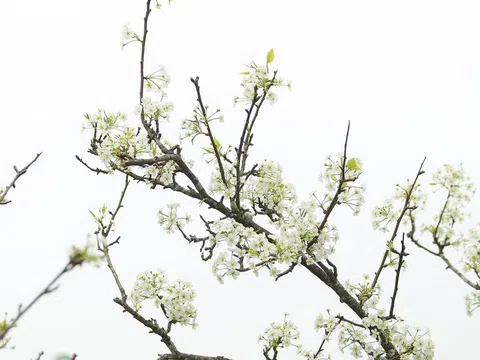 Hoa lê giá vài triệu đồng xuống phố đón xuân