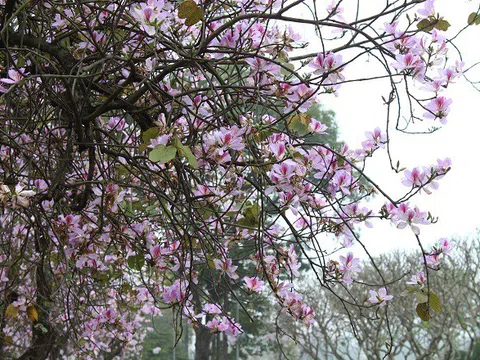 Hà Nội đẹp mê mẩn trong sắc tím hoa ban rợp trời