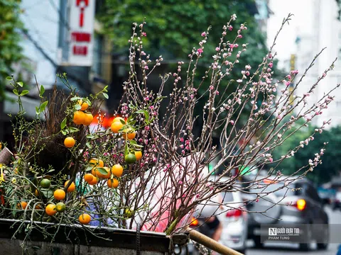 Đào, quất la liệt ngoài đường sau Tết Nguyên đán