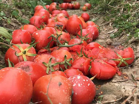 Xót xa cảnh súp lơ nở hoa, cà chua thối rữa đầy đồng giữa tâm dịch Hải Dương