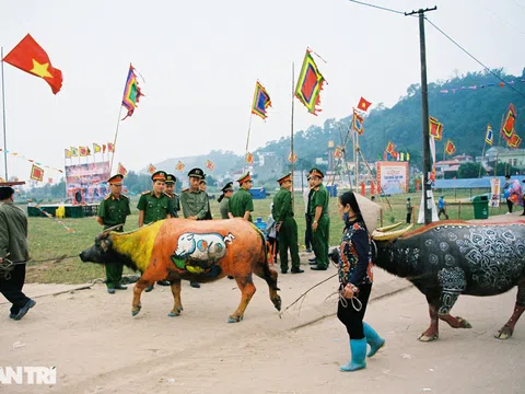Ngắm nhìn lễ hội đẹp nhất năm con trâu nhưng bị hủy đáng tiếc do dịch Covid-19