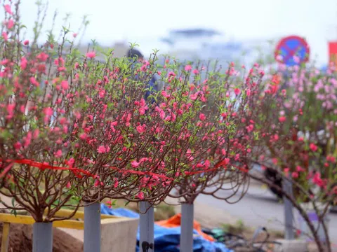 Người dân Thủ đô "tranh nhau" mua đào mini giá rẻ cắm chơi