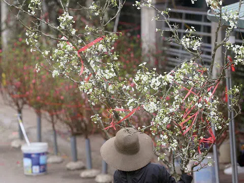 Hàng trăm người dân Hà Nội đổ xô đi mua hoa lê về chơi Rằm tháng Giêng