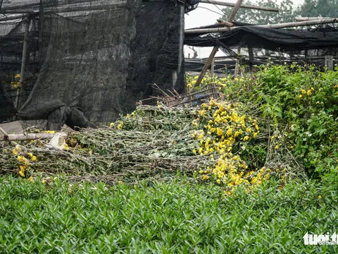 Người dân Tây Tựu xót xa nhìn hoa hỏng vứt đầy đường trước ngày rằm tháng giêng